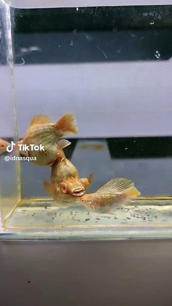 Explore the Purple Sailfin Molly Fish