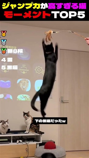 【身体能力バグってる】ジャンプ力が高すぎる猫モーメントTOP5