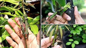 394K views · 10K reactions | Real! 3 Genius Hacks On Fruit Trees Will Blow Your Mind Before And After | Grafting Examples | Facebook