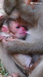Newborn monkey is girl her name is Lily🥰😘🐒🍼🍇🍉#photochallenge #animals #picture #monkey #nature #photography #UnitedStates #newlymonkeyreel #monkeys #monkeyRainbow #monkeydluffy #reelsvideo #babymonkey | Newly Monkey Reel