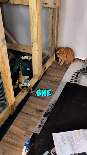 Simba the Cat and Skully the Big Iguana just sitting around like 2 big Barneys #madea #iguana #cat #pet #fyp | BMore Skully