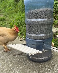 60K views · 911 reactions | DIY Best Chicken Feeder Ideas✨ | DIY Panda | Facebook
