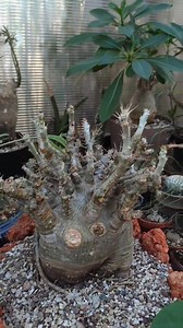 Winter growing mode on ❄️🌿 | MINI GREEN