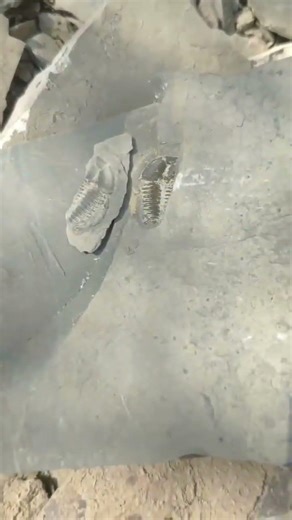 河南寒武纪的三叶虫，毕雷氏三叶虫#化石 #古生物 #捡石头#科普#神秘生物