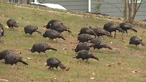 7.2K views · 184 reactions | TURKEY DAY ALMOST HERE: This flock of wild turkeys in Soddy-Daisy, Tennessee appear to have escaped the dinner table for another year. SEE MORE VIDEOS HERE: https://newschannel9.com/news/local/videos-tennessee-turkeys-cause-mischief-enjoy-freedom-on-thanksgiving-eve# Share your Thanksgiving videos with us here: https://newschannel9.com/chimein | WTVC-TV NewsChannel 9 News | Facebook
