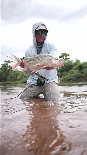 Tanzanian Tigerfish on Fly