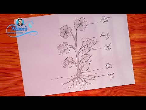 رسم اجزاء النبات | رسم اجزاء النباتات| Draw the parts of a plant | Bir bitkinin bölümlerini çizin 3