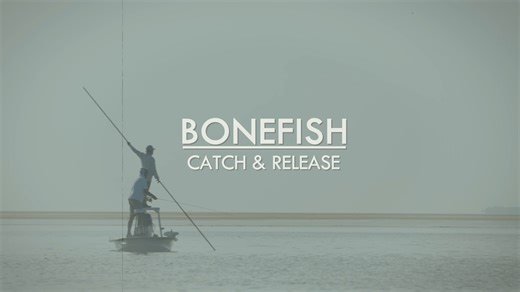 The less bonefish are handled, the better. Here are some tips for ensuring the bonefish you catch swim away healthy: 🪝Let him off easy - using a dehooking device eliminates the need to handle them at all! ⏱️10 seconds is the maximum a bonefish should be out of the water. 💧Better yet, leave ‘em wet! 🦈Watch for predators! BTT worked with dozens of the top guides and lodges to develop some best practices to minimize the handling of these special fish. Proper handling is key to ensuring the long-
