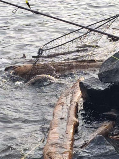 pesca de Steelhead en el snake river washington #washington #snakeriver #steelhead #fishing #pescaconelcompajona