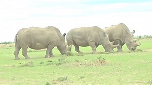 北部白犀牛濒临灭绝绝对是人祸！试管胚胎能否拯救它们吗？