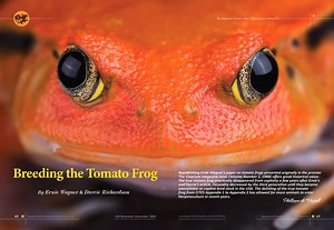 Pls check the latest issue of RH Journal – a full colored digital version with effect of flipping pages. RHJ is the professional Journal on Herpetology and Herpetoculture created by the Editorial Board from 8 countries, with exclusive content in style of popular science and impressive design. Here you can find the articles by top experts from all over the world on exciting topics high quality photos. Subscribe to the RHJ and get immediately in return: – One-year digital access to the archive of 