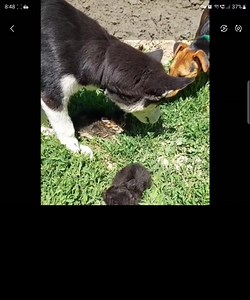 18K views · 324 reactions | A Husky claims kittens from another dog....