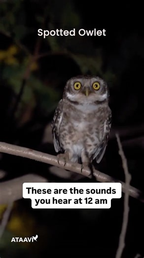 Ataavi Bird Foundation on Instagram: "Not all birds wait for sunrise, some find their voice in the stillness of night. 🌙✨ Here are some bird calls that you usually hear at night. Video credits: capturingnaturewithsandip/YT jyotirmayjj/YT animalstory33/YT photoxion/YT #AtaaviBirdFoundation #Birding #Nature #Birdwatching"