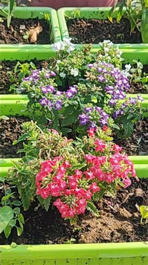Verbena Plant Care 🌷#live#live streaming#yt