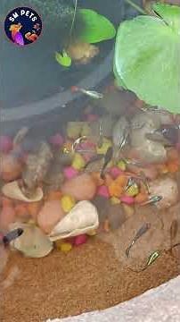 🪱 Feeding Bloodworms to Fish | Best Protein-Rich Food for Fresh Water Aquarium Fish 🐟 | SM Pets