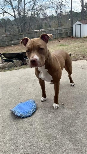 real red nose pit😮‍💨#rednose #pitbull #gamedogs