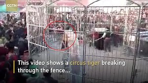 Shocking moment circus tiger escapes, biting two children in China