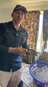 There's a snake in the bed... This cozy tree snake caught us by total surprise when searching this lady’s bedroom! Crazy! | Sunshine Coast Snake Catchers 24/7