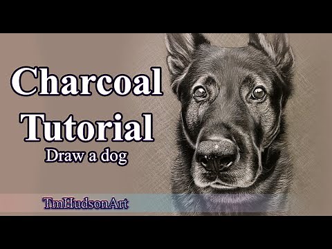 Draw a realistic German Shepherd dog using charcoal - Speed Tutorial