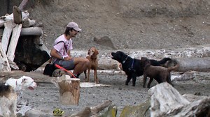 Dogs could soon be banned from popular Edmonds beach