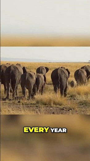 African Elephant Wildlife: Incredible Survival Skills and Adaptations