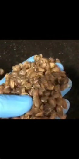 best for bearded dragons | Happy bearded dragons