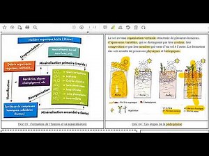 21-Etapes de la formation du sol