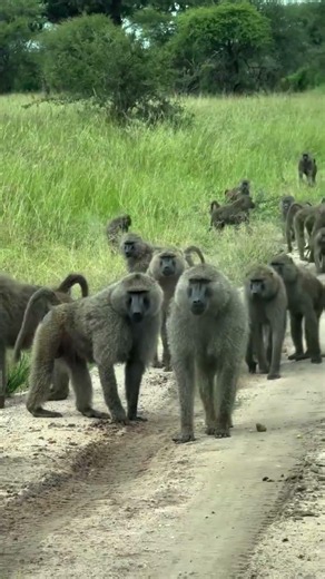 Baboons live in large communities called troops, which can range from 20 to over 150 members