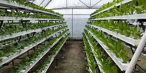 [Hot Item] Greenhouse PVC Pipe Nft Hydroponics Grow Kit Lettuce Planting System