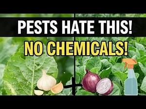 Stop Plant Pests Naturally! Garlic & Onion DIY Spray (Easy Home Method)