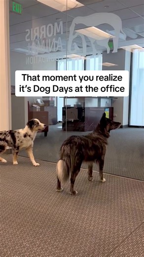 Dogs are always welcome at Morris Animal Foundation’s headquarters, but some days are special because all the dogs come in! | Morris Animal Foundation