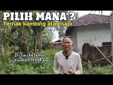 Pilih ternak kambing atau sapi❓ bagaimana hitung-hitungannya?