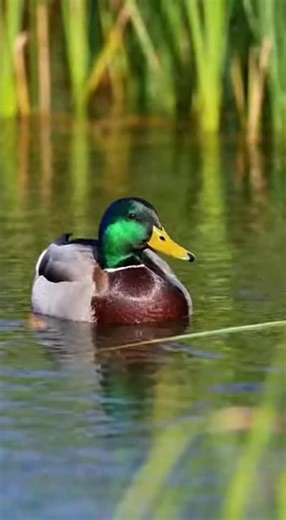 Experience the bold, unmistakable quacking of a duck echoing across a tranquil pond, with water gently splashing and a refreshing wind ruffling its shimmering feathers. Each quack captures the duck’s vibrant energy and the lively atmosphere of this natural habitat. Listen closely and feel the calming mix of nature and wild sound in every moment. 🔗 Follow for more animal sounds: TikTok: http://tiktok.com/@animalsoundearth Instagram: https://www.instagram.com/ YouTube: https://www.youtube.com/@An