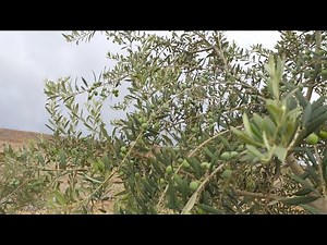 Arbequina Olive Tree from Flowering to Fruting l Budding, Flowering, Fruiting l Utopia Olive Orchard