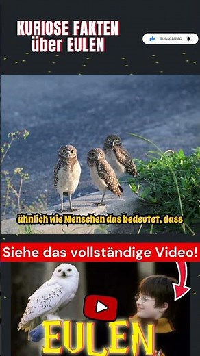 Kuriose Fakten über Eulen Teil 5 #eule #vögel #tier #tiere