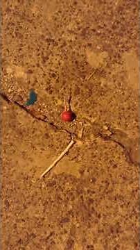 Cherry bomb firework