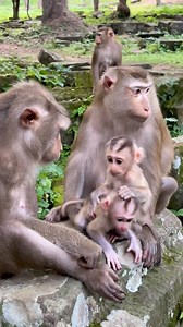 1.4K views · 31 reactions | Most sweets of family monkeys, Lovely monkey | Wild - Monkeys | Facebook