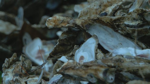 SCDNR seeks to expand oyster shell collection operation in Horry & Georgetown counties