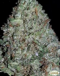 S.A.G.E. (Sativa Afghani Genetic Equilibrium) | Marijuana Strain Reviews