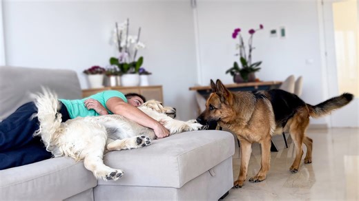 German shepherd finds owner sleeping with another dog