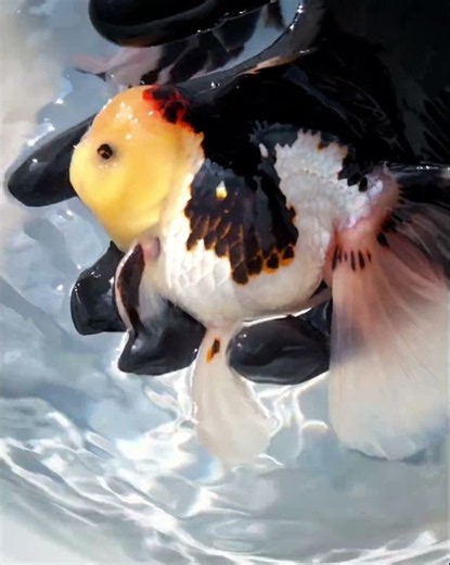 Thai Panda Oranda - AAA Grade #aquarium #hobby #fancygoldfish