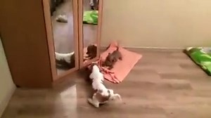 259K views · 510 shares | Basset hound playing with dachshund | BuzzSharer Basset Hounds | Facebook