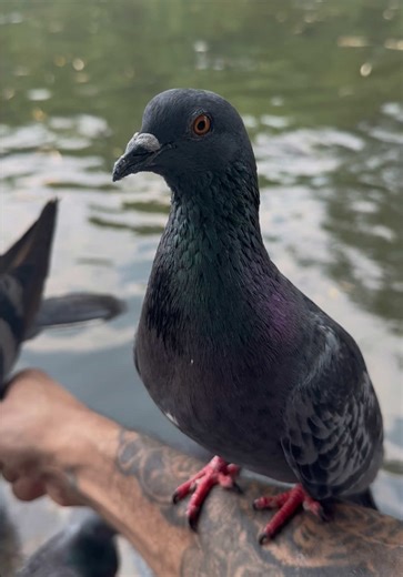 Beautiful day to be feeding the birds 🦅 #wildlife #travel #thailand #lifestyle #naturevibes