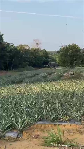 Effective Strategies to Manage Stressful Memories