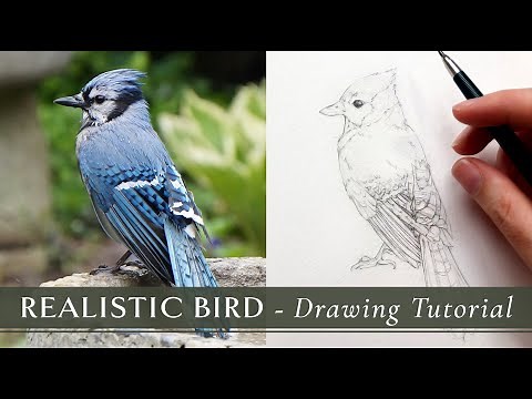 Realistic Bird Drawing Tutorial Pencil Sketch : BLUE JAY