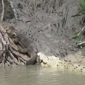Crocodile Vs Monitor Lizard | Em 25