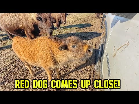 New Addition to The Ranch! Bison Come to Inspect!