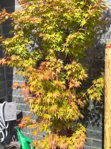 Regando las Plantas con Vegetta777