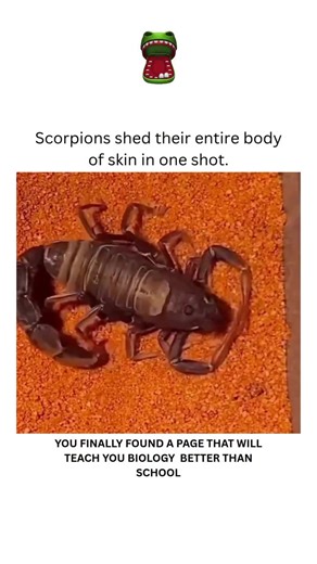 Yes, scorpions shed their entire exoskeleton in one piece, a process called molting, but it's not a quick