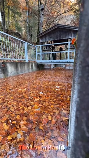 Essential Lawn Care and Pressure Washing Tips